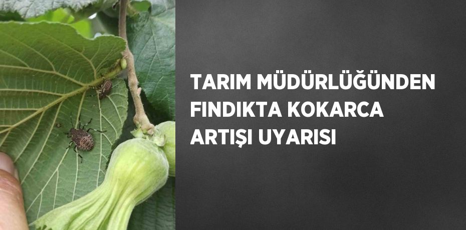 TARIM MÜDÜRLÜĞÜNDEN FINDIKTA KOKARCA ARTIŞI UYARISI