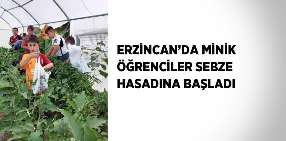 ERZİNCAN’DA MİNİK ÖĞRENCİLER SEBZE HASADINA BAŞLADI