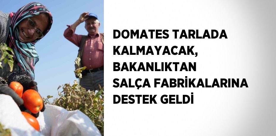 DOMATES TARLADA KALMAYACAK, BAKANLIKTAN SALÇA FABRİKALARINA DESTEK GELDİ