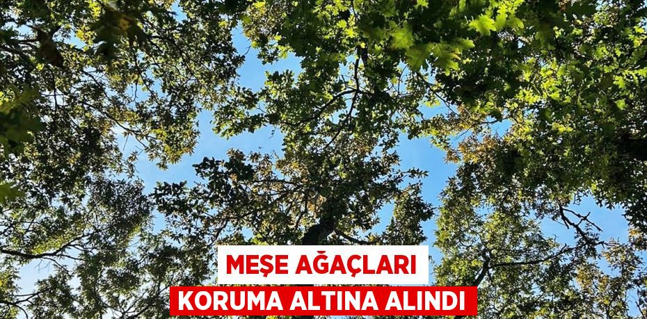 Meşe ağaçları koruma altına alındı