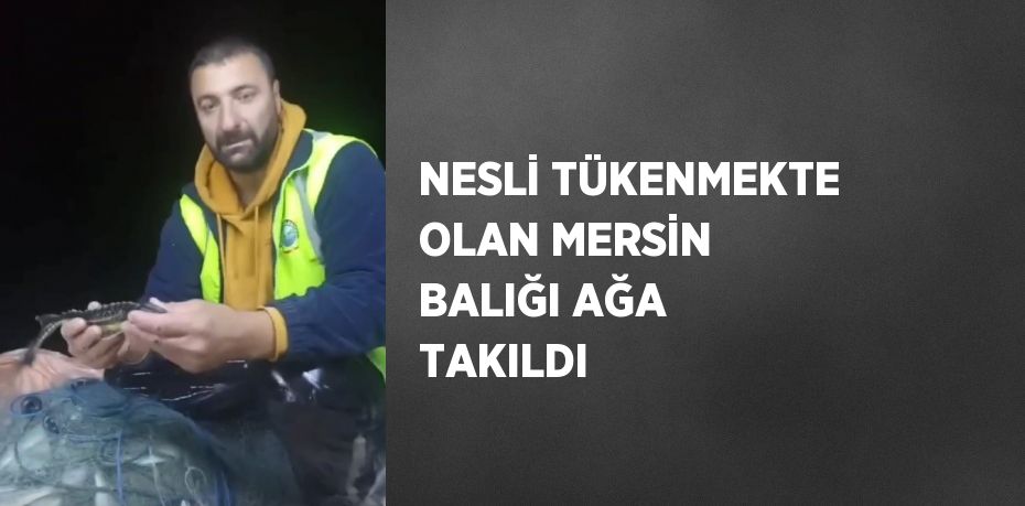 NESLİ TÜKENMEKTE OLAN MERSİN BALIĞI AĞA TAKILDI