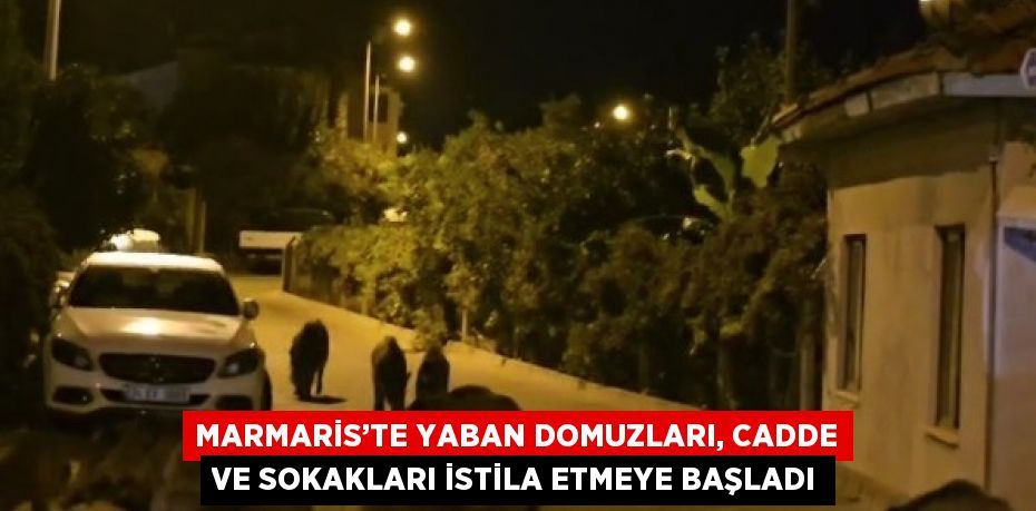 MARMARİS’TE YABAN DOMUZLARI, CADDE VE SOKAKLARI İSTİLA ETMEYE BAŞLADI