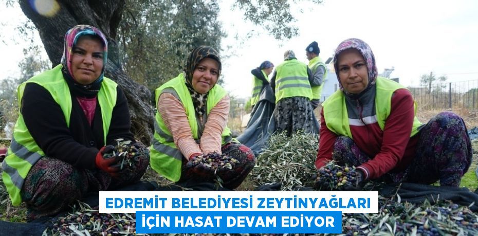 EDREMİT BELEDİYESİ ZEYTİNYAĞLARI İÇİN HASAT DEVAM EDİYOR