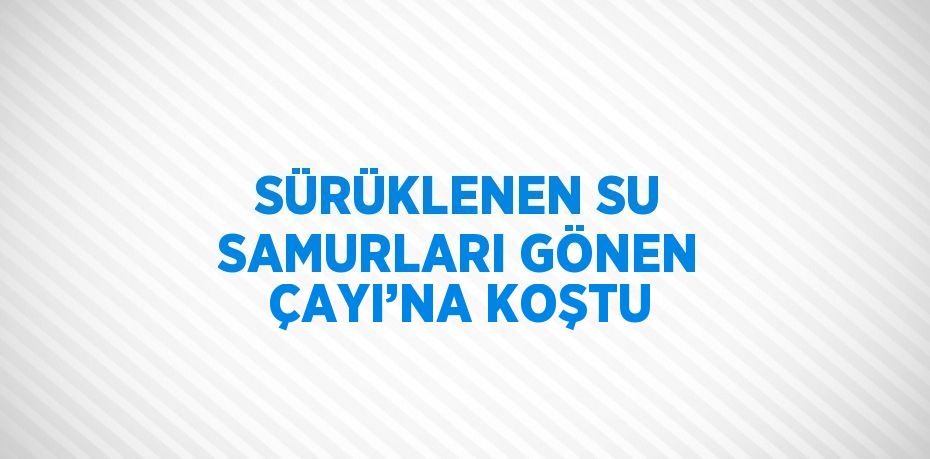 SÜRÜKLENEN SU SAMURLARI GÖNEN ÇAYI’NA KOŞTU