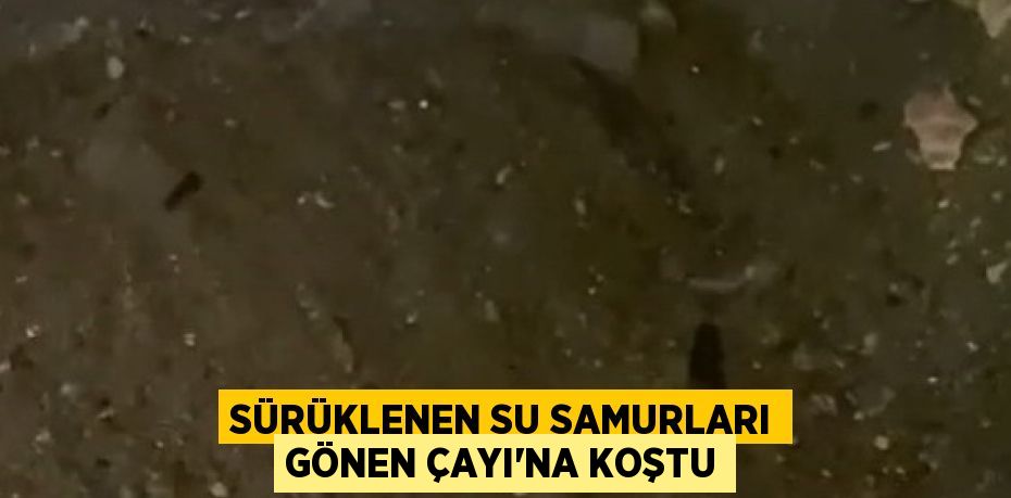 Sürüklenen su samurları Gönen Çayı'na koştu