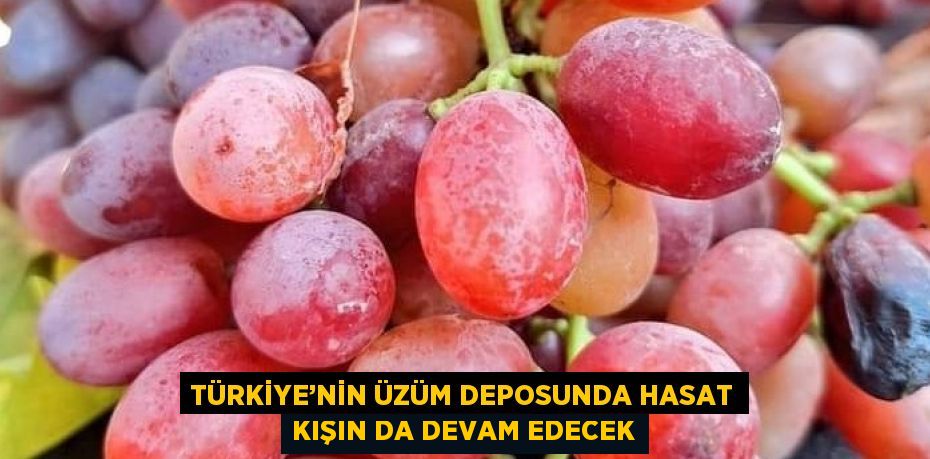 TÜRKİYE’NİN ÜZÜM DEPOSUNDA HASAT KIŞIN DA DEVAM EDECEK