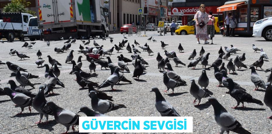 GÜVERCİN SEVGİSİ