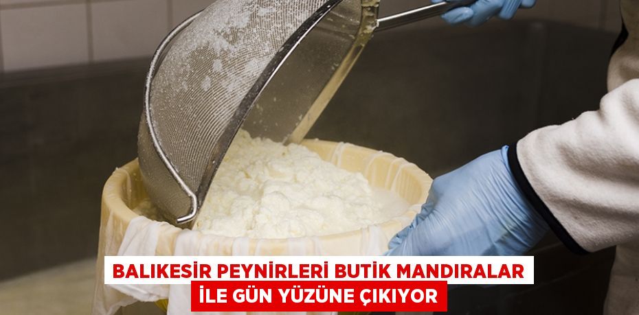 Balıkesir Peynirleri Butik Mandıralar İle Gün Yüzüne Çıkıyor