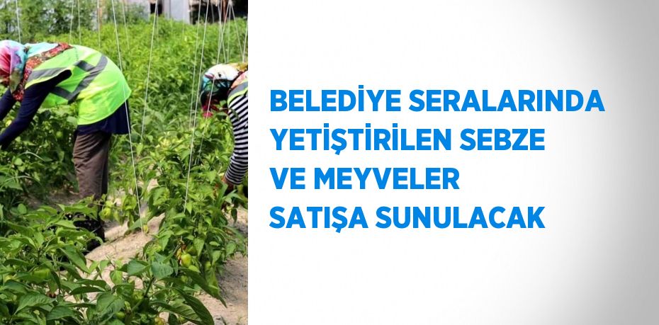 BELEDİYE SERALARINDA YETİŞTİRİLEN SEBZE VE MEYVELER SATIŞA SUNULACAK