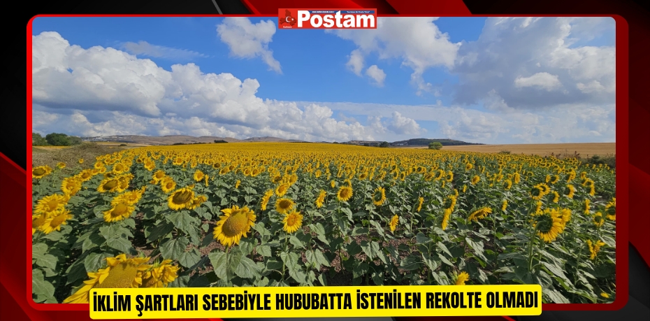 İklim şartları sebebiyle hububatta istenilen rekolte olmadı  