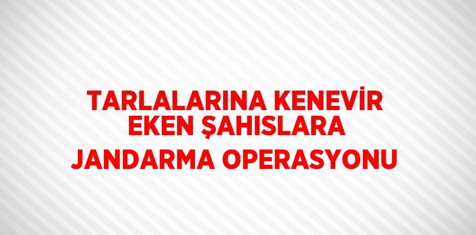 TARLALARINA KENEVİR EKEN ŞAHISLARA JANDARMA OPERASYONU