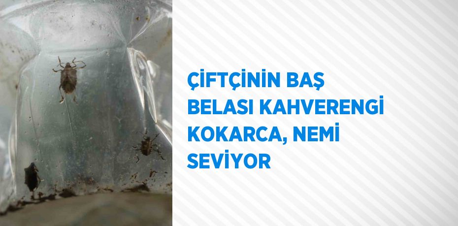 ÇİFTÇİNİN BAŞ BELASI KAHVERENGİ KOKARCA, NEMİ SEVİYOR