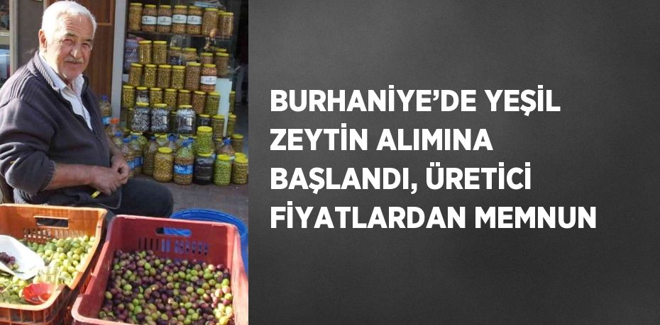 BURHANİYE’DE YEŞİL ZEYTİN ALIMINA BAŞLANDI, ÜRETİCİ FİYATLARDAN MEMNUN