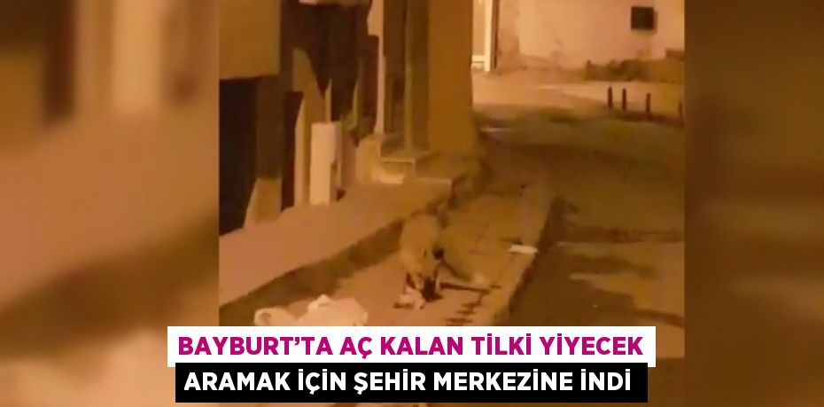 BAYBURT’TA AÇ KALAN TİLKİ YİYECEK ARAMAK İÇİN ŞEHİR MERKEZİNE İNDİ