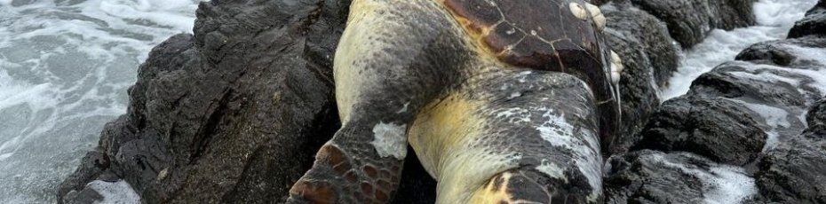 Erdek'te Caretta Caretta kıyıya vurdu