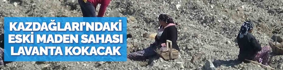 KAZDAĞLARI’NDAKİ ESKİ MADEN SAHASI LAVANTA KOKACAK