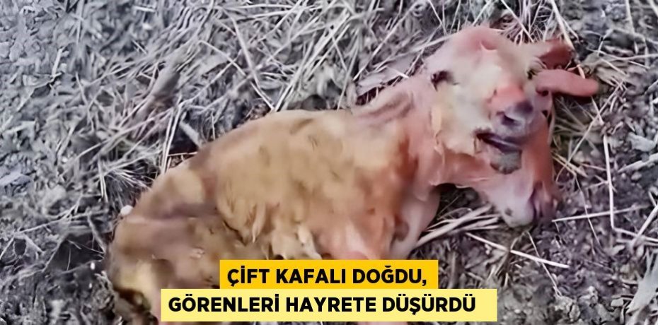 Çift kafalı doğdu, görenleri hayrete düşürdü  