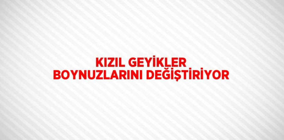 KIZIL GEYİKLER BOYNUZLARINI DEĞİŞTİRİYOR
