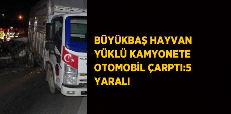 BÜYÜKBAŞ HAYVAN YÜKLÜ KAMYONETE OTOMOBİL ÇARPTI:5 YARALI