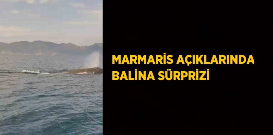 MARMARİS AÇIKLARINDA BALİNA SÜRPRİZİ