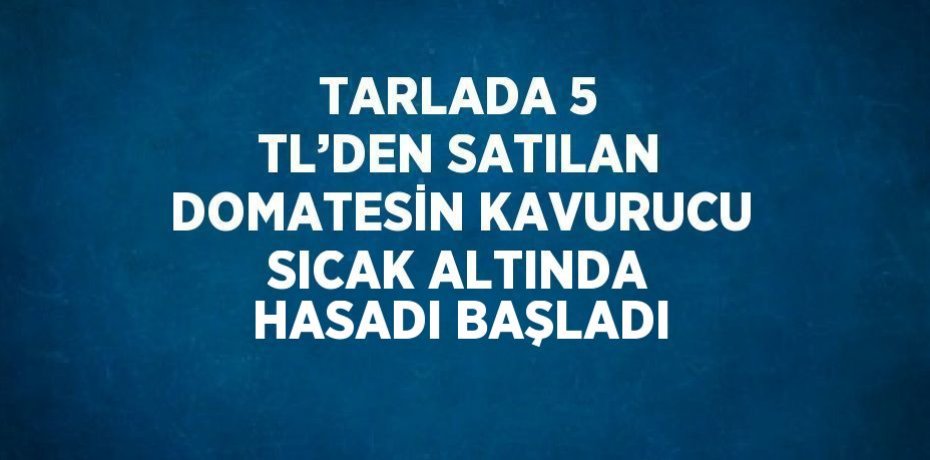 TARLADA 5 TL’DEN SATILAN DOMATESİN KAVURUCU SICAK ALTINDA HASADI BAŞLADI