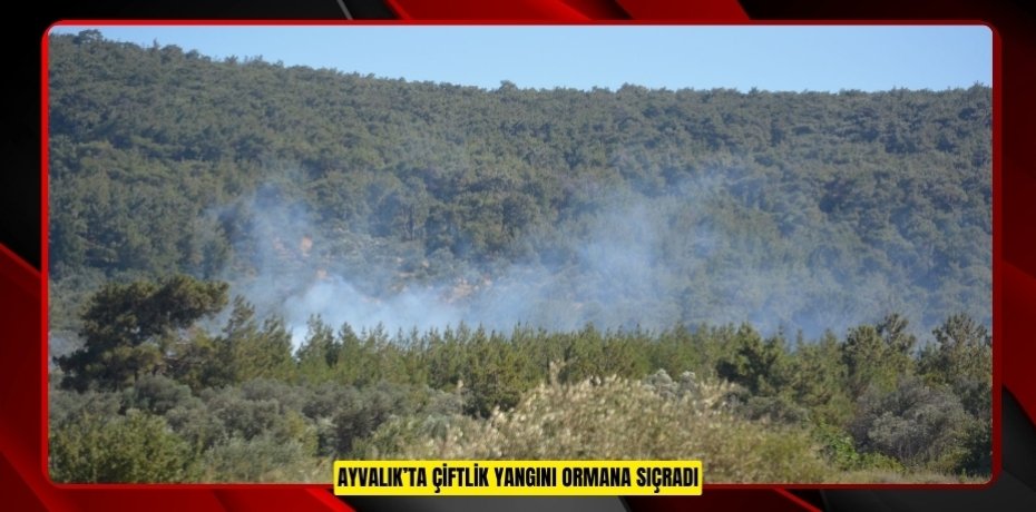 AYVALIK’TA ÇİFTLİK YANGINI ORMANA SIÇRADI
