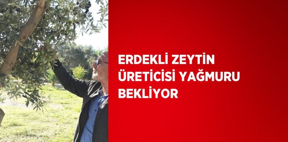 ERDEKLİ ZEYTİN ÜRETİCİSİ YAĞMURU BEKLİYOR