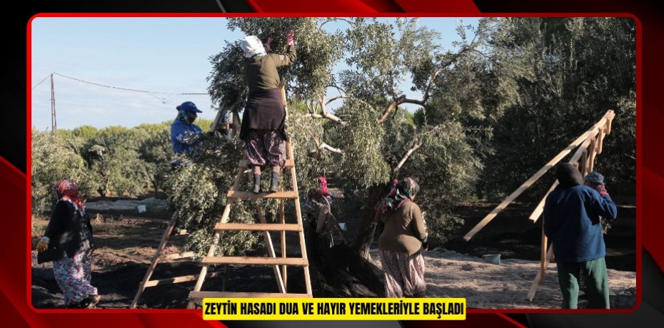 ZEYTİN HASADI DUA VE HAYIR YEMEKLERİYLE BAŞLADI
