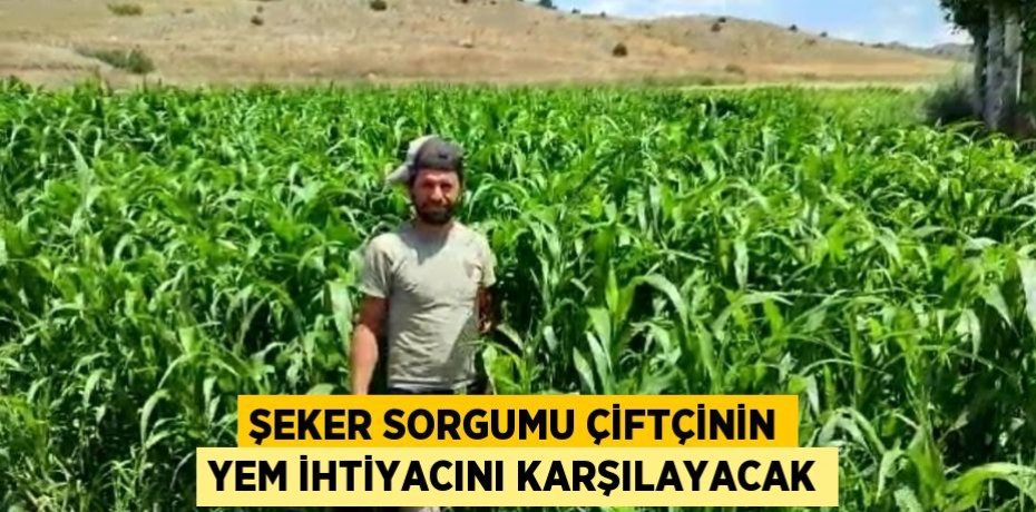 Şeker Sorgumu çiftçinin yem ihtiyacını karşılayacak