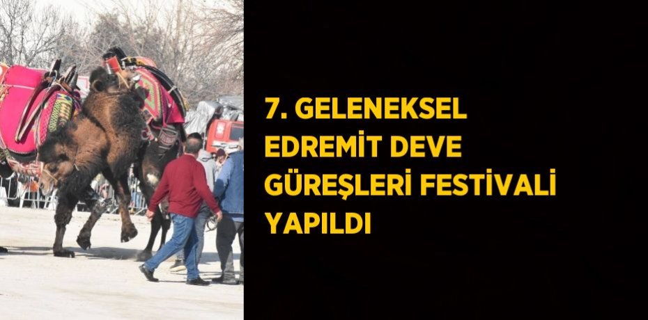 7. GELENEKSEL EDREMİT DEVE GÜREŞLERİ FESTİVALİ YAPILDI