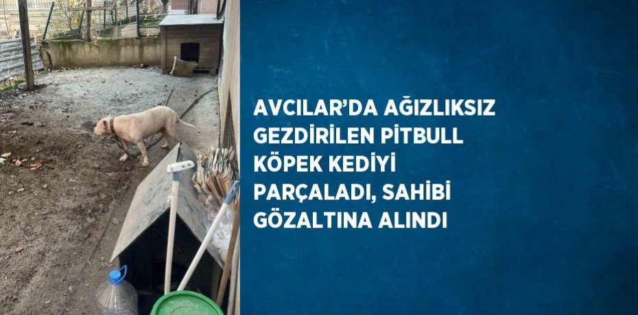 AVCILAR’DA AĞIZLIKSIZ GEZDİRİLEN PİTBULL KÖPEK KEDİYİ PARÇALADI, SAHİBİ GÖZALTINA ALINDI