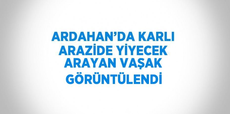 ARDAHAN’DA KARLI ARAZİDE YİYECEK ARAYAN VAŞAK GÖRÜNTÜLENDİ