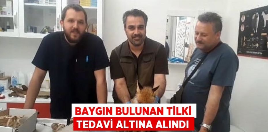 Baygın bulunan tilki tedavi altına alındı