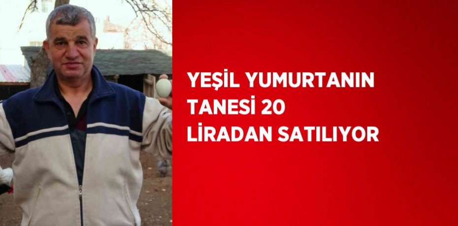 YEŞİL YUMURTANIN TANESİ 20 LİRADAN SATILIYOR