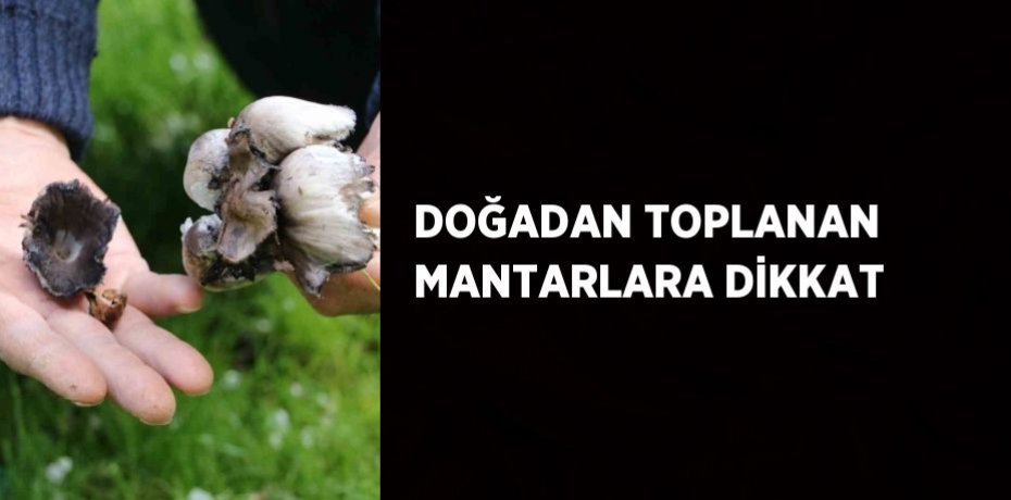 DOĞADAN TOPLANAN MANTARLARA DİKKAT