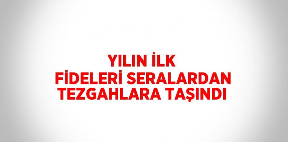 YILIN İLK FİDELERİ SERALARDAN TEZGAHLARA TAŞINDI
