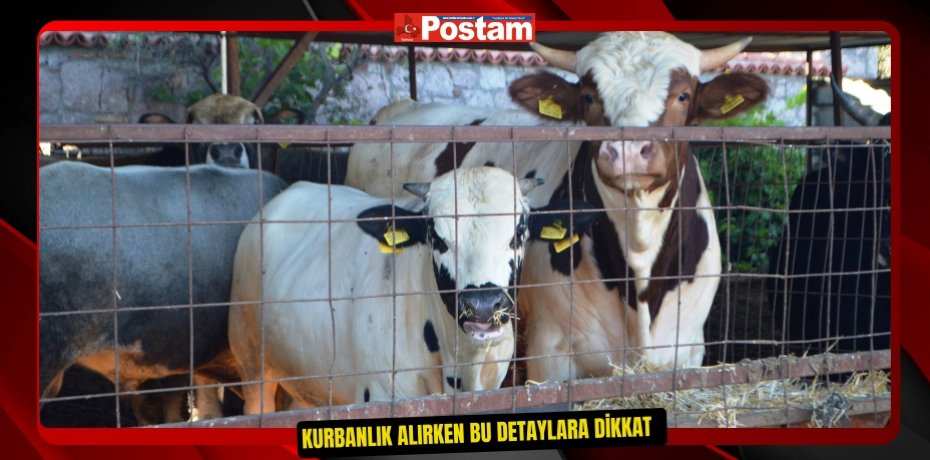 Kurbanlık alırken bu detaylara dikkat  