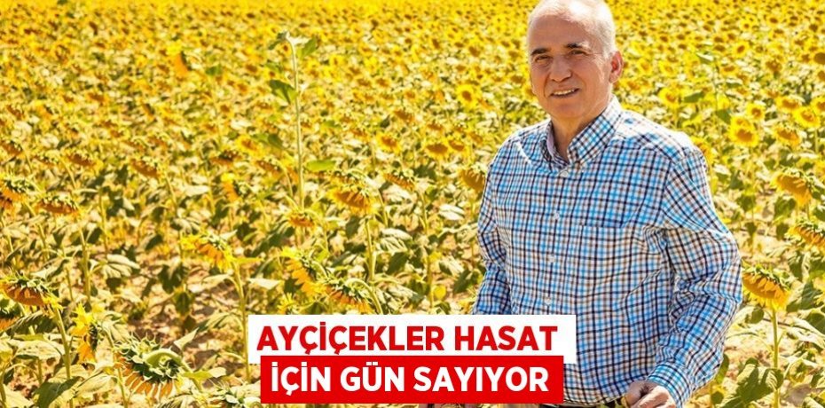 AYÇİÇEKLER HASAT İÇİN GÜN SAYIYOR