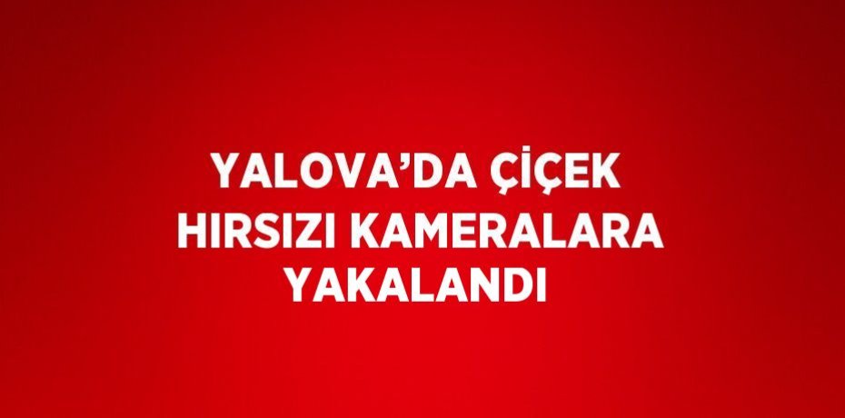 YALOVA’DA ÇİÇEK HIRSIZI KAMERALARA YAKALANDI