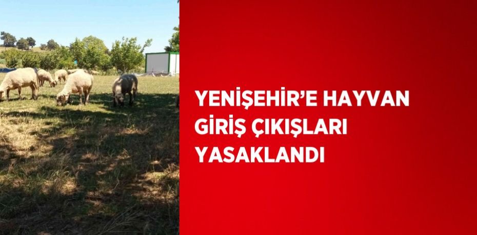 YENİŞEHİR’E HAYVAN GİRİŞ ÇIKIŞLARI YASAKLANDI