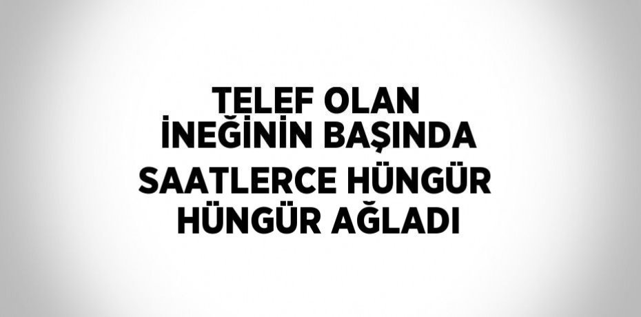 TELEF OLAN İNEĞİNİN BAŞINDA SAATLERCE HÜNGÜR HÜNGÜR AĞLADI