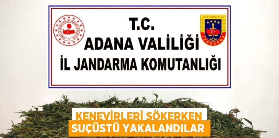 KENEVİRLERİ SÖKERKEN SUÇÜSTÜ YAKALANDILAR