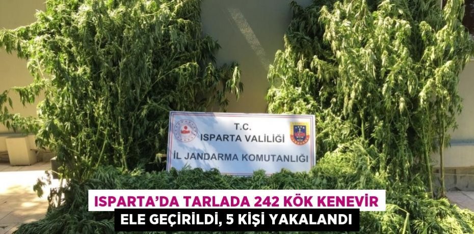 ISPARTA’DA TARLADA 242 KÖK KENEVİR ELE GEÇİRİLDİ, 5 KİŞİ YAKALANDI