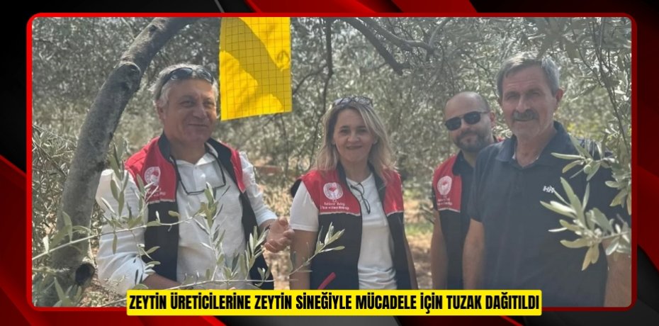 Zeytin üreticilerine zeytin sineğiyle mücadele için tuzak dağıtıldı