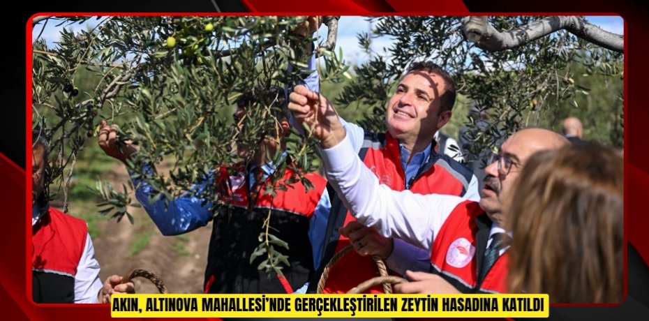 Akın, Altınova Mahallesi’nde gerçekleştirilen zeytin hasadına katıldı