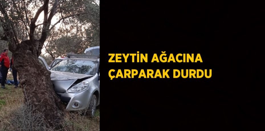 ZEYTİN AĞACINA ÇARPARAK DURDU