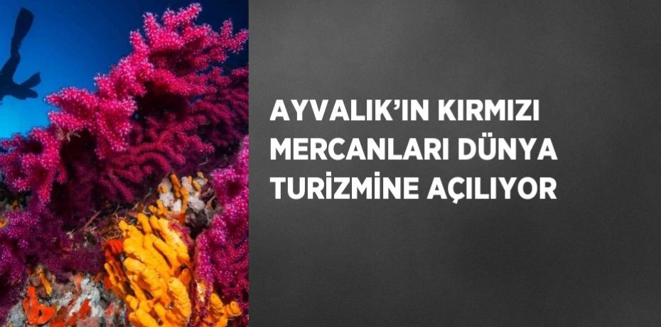 AYVALIK’IN KIRMIZI MERCANLARI DÜNYA TURİZMİNE AÇILIYOR