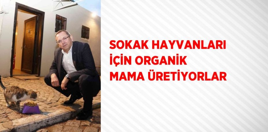 SOKAK HAYVANLARI İÇİN ORGANİK MAMA ÜRETİYORLAR