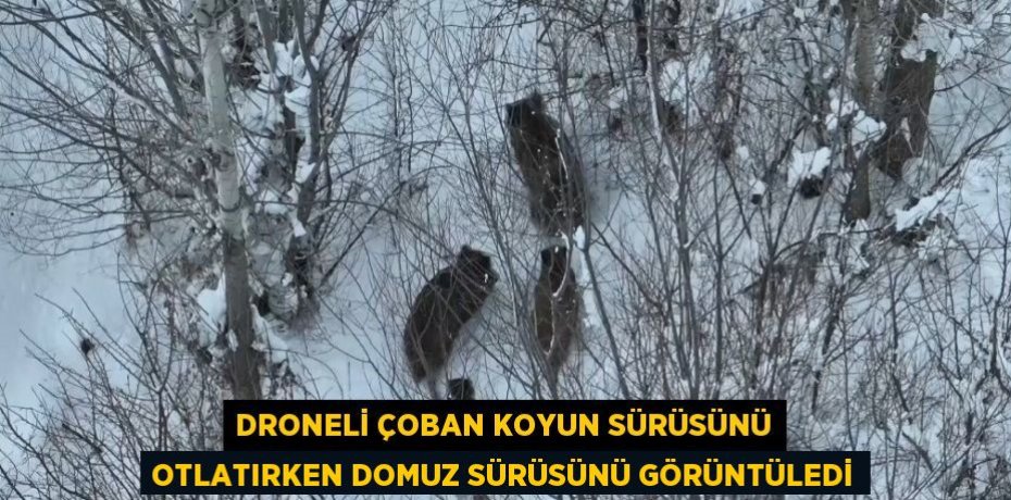 DRONELİ ÇOBAN KOYUN SÜRÜSÜNÜ OTLATIRKEN DOMUZ SÜRÜSÜNÜ GÖRÜNTÜLEDİ