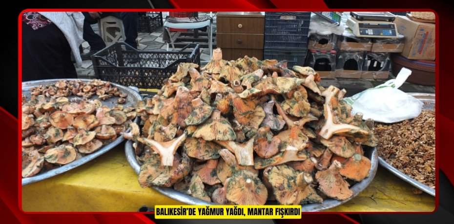 Balıkesir’de yağmur yağdı, mantar fışkırdı